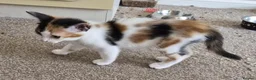 Mixed Breed cats for sale: Kittens looking for new home. - Advert 7
