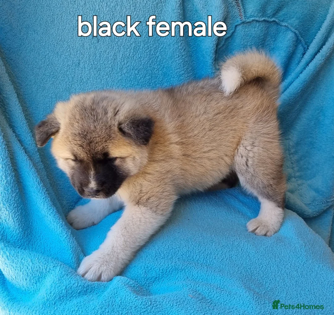 Akita dogs for sale: Akita pups in Middlesbrough - Advert 14