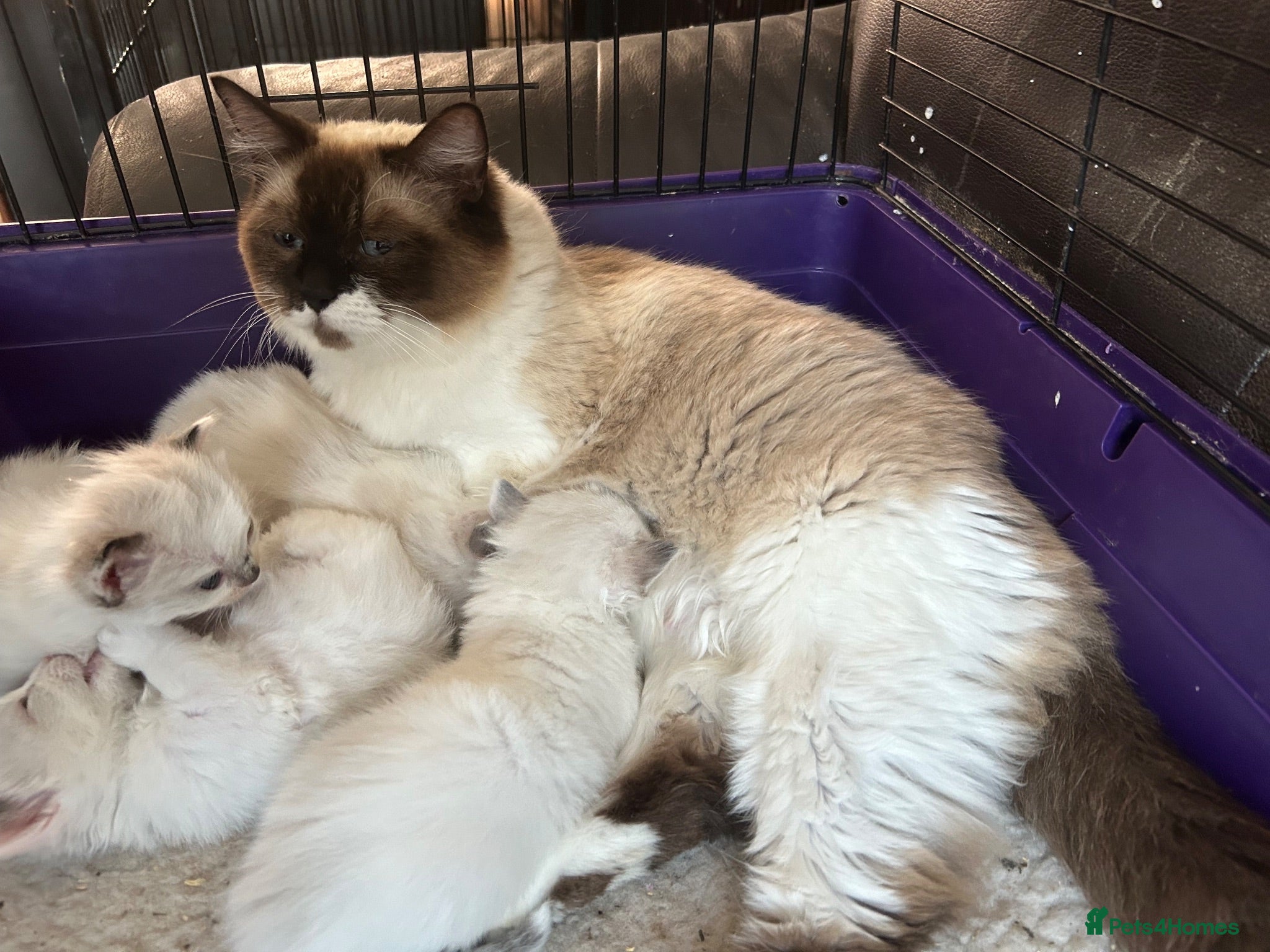 Ragdoll cats Ragdoll kittens for sale - Advert 1
