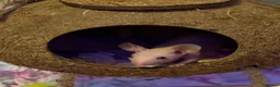 Mouse rodents for sale: Four male naked mice, with complete set up & food - Advert 6