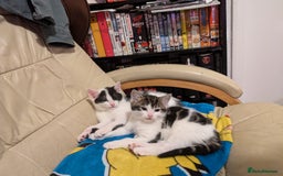 British Shorthair cats for sale: Kittens for Sale  - Image 7