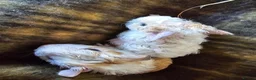 Guinea Pig rodents for sale: 🐹Beautiful Guinea Pigs Need Forever Homes🐹 - Advert 6