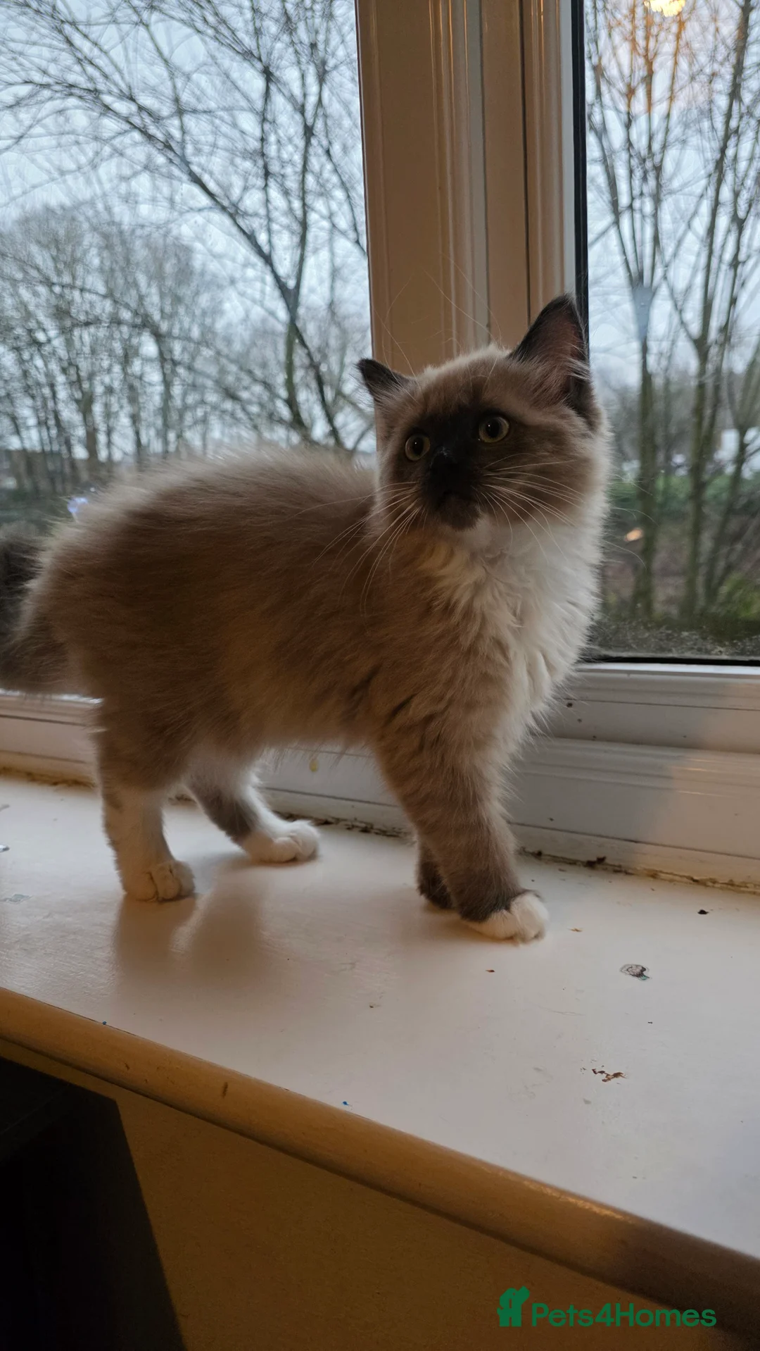 Ragdoll cats for sale: Stunning Mink Ragdoll - Advert 2