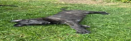 Mixed Breed dogs for sale: Deerhound X Wolfhound puppies  - Advert 5