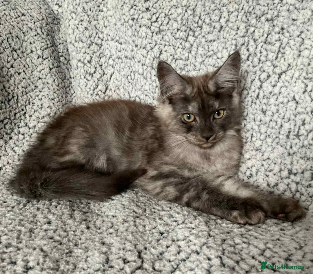 Maine Coon cats for sale: GCCF Black Smoke Maine Coon Kitten.  - Image 3