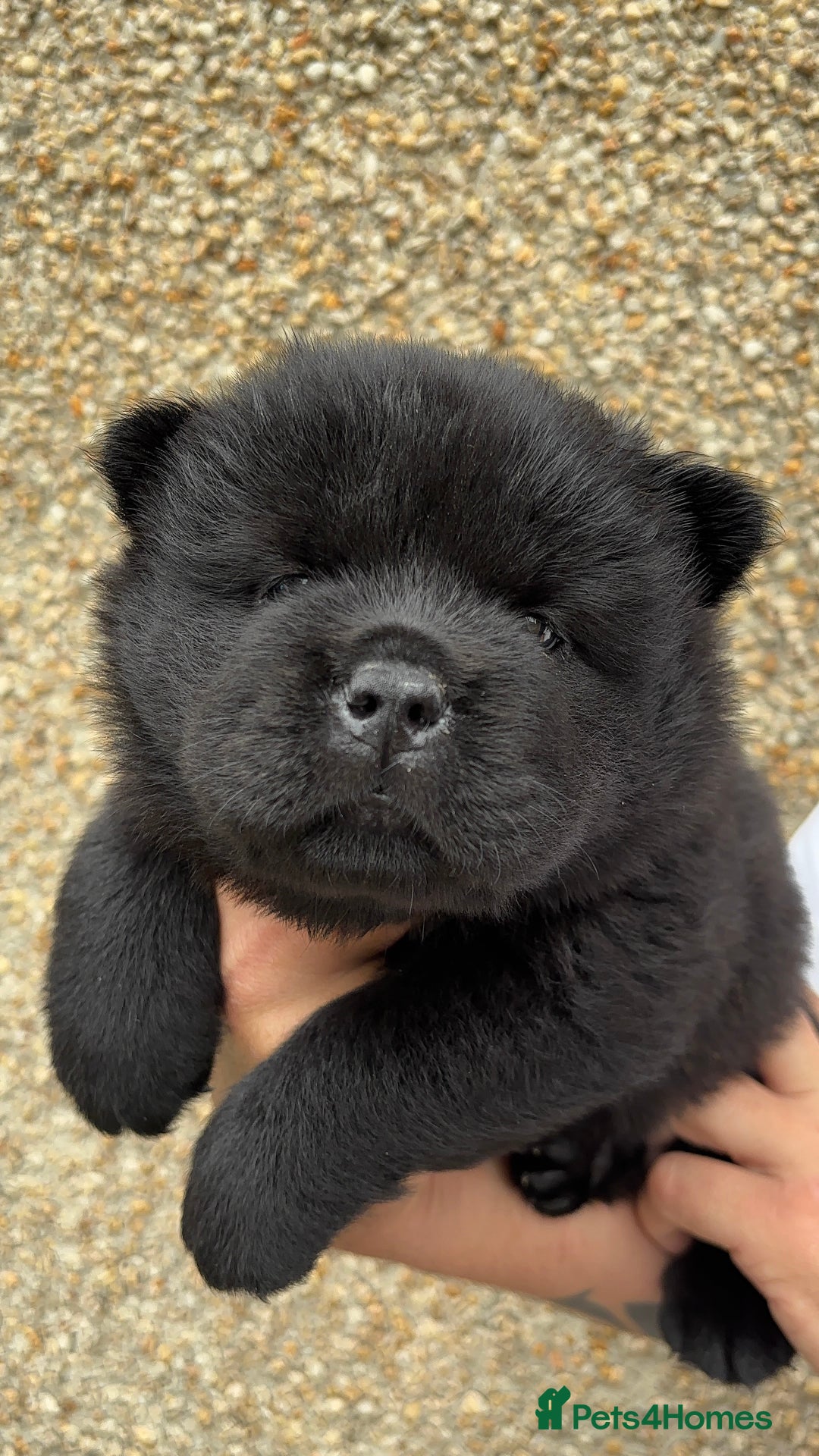 Chow Chow dogs for sale: 🐾Adorable Pedigree Chow Chow Puppies paw - Image 27