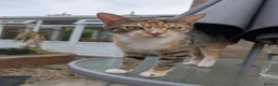 Mixed Breed cats for sale: Rainbow litter of - part BSH - Advert 6