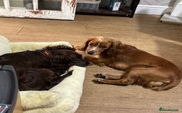 Cocker Spaniel dogs for stud: Working Cocker Spaniel FOR STUD ONLY - Image 3