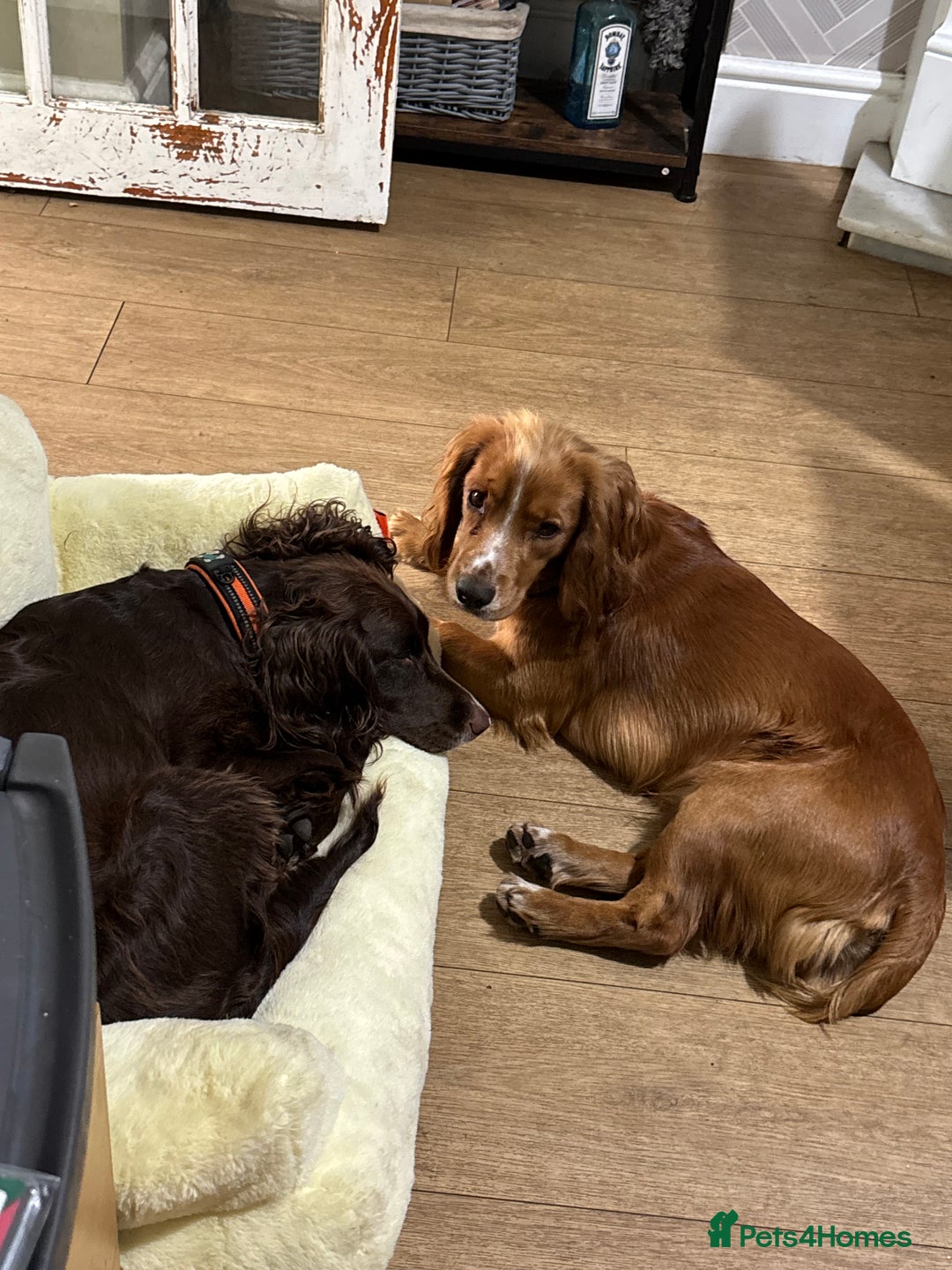 Cocker Spaniel dogs for stud: Working Cocker Spaniel FOR STUD ONLY - Image 3