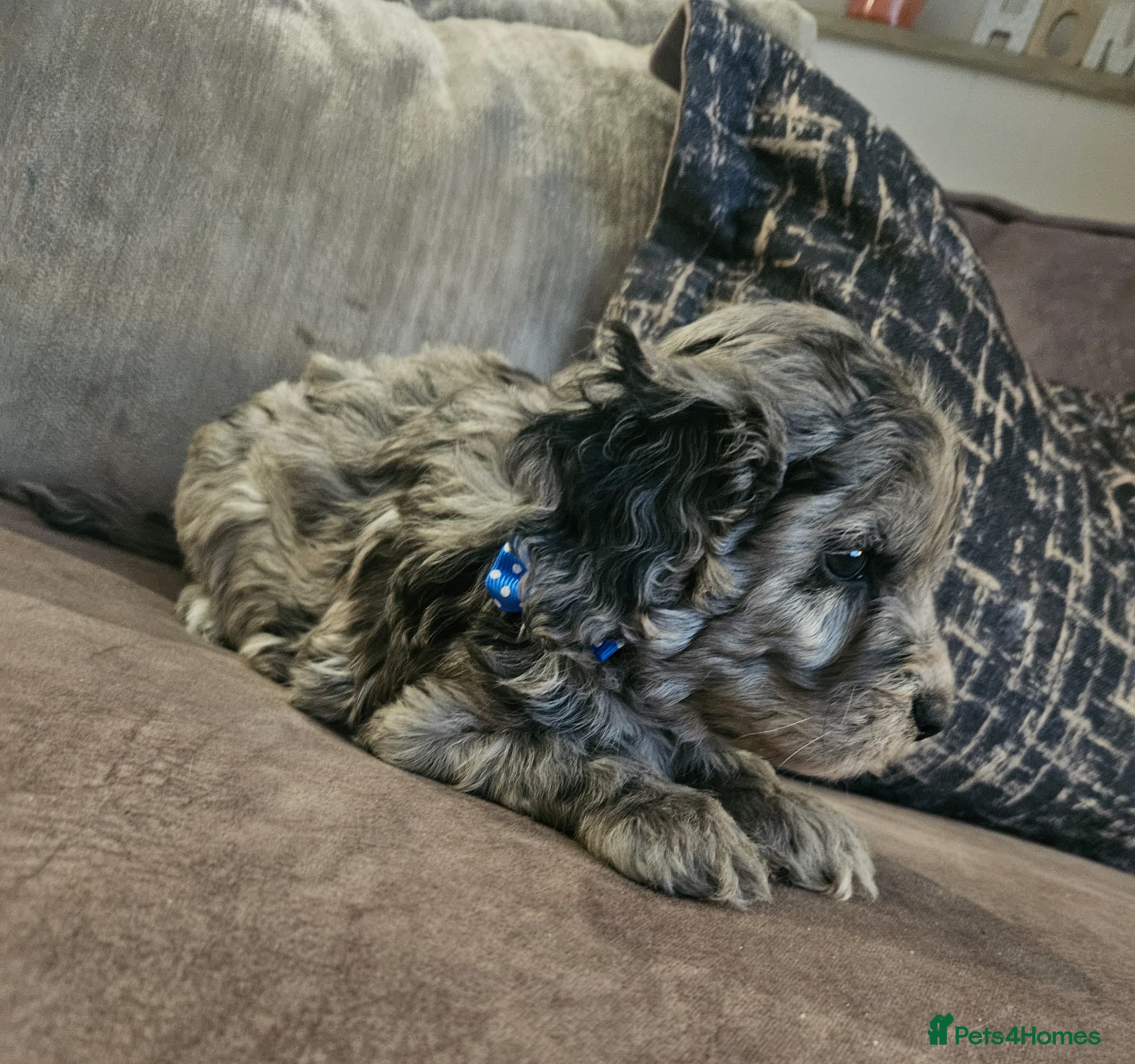 Cockapoo dogs Stunning cockapoo🖤🖤 - Advert 5