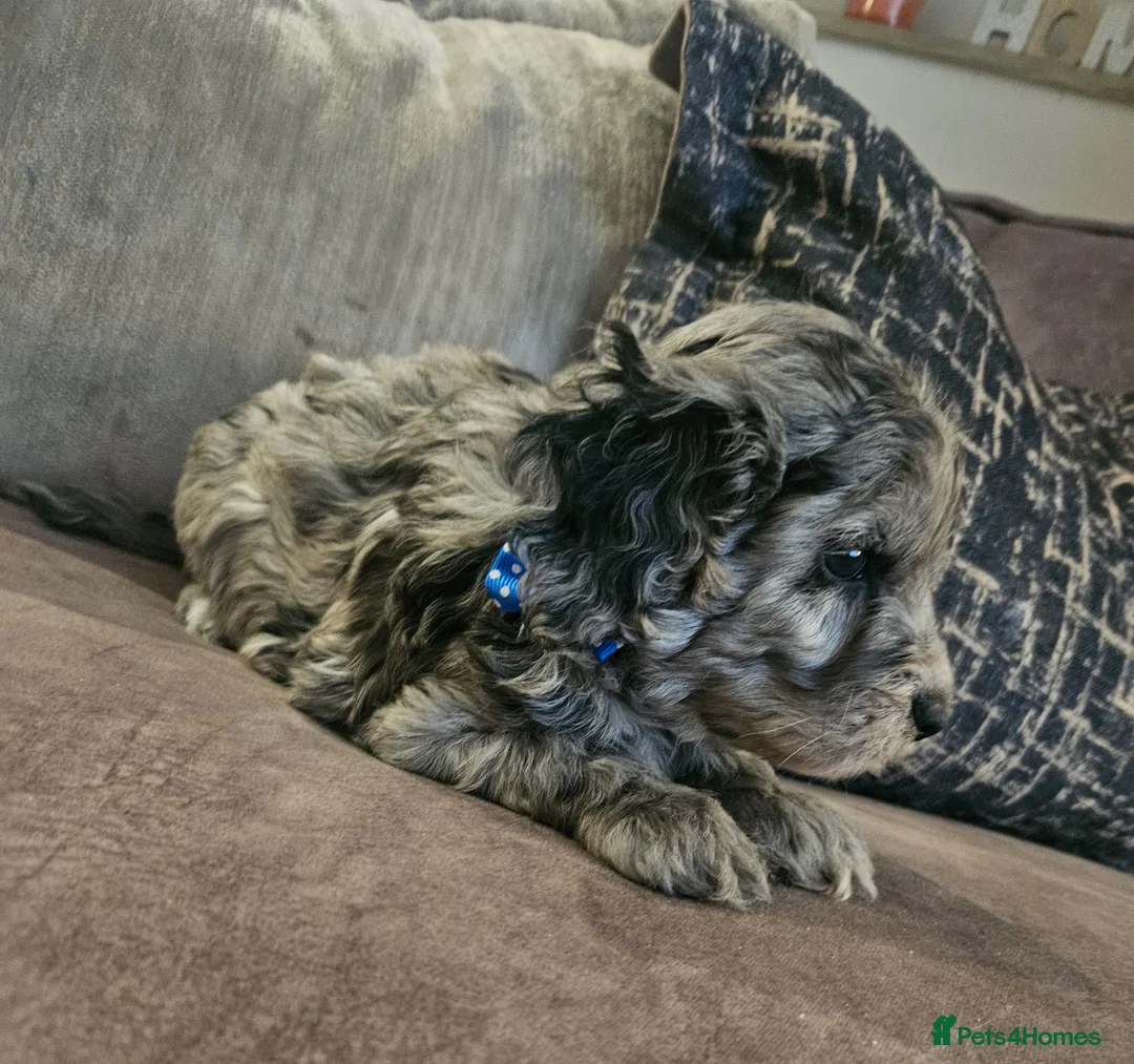 Cockapoo dogs for sale: Stunning cockapoo🖤🖤 - Advert 18