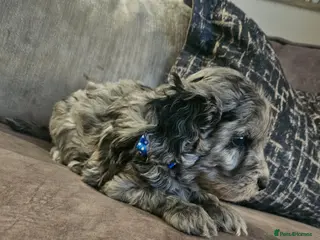 Cockapoo dogs Stunning cockapoo🖤🖤 - Advert 5