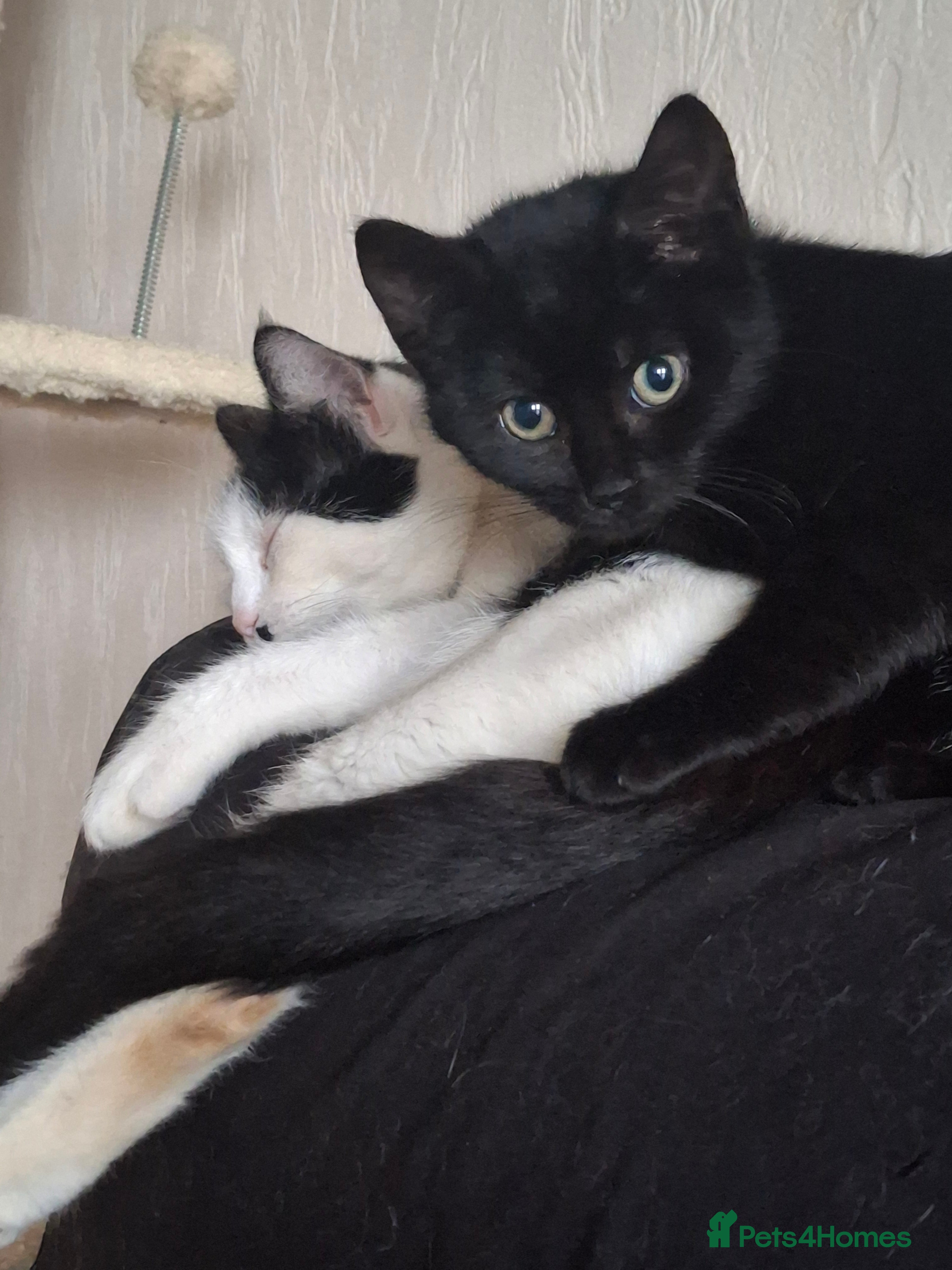 Mixed Breed cats Leila needs a loving home 🏡 - Advert 4