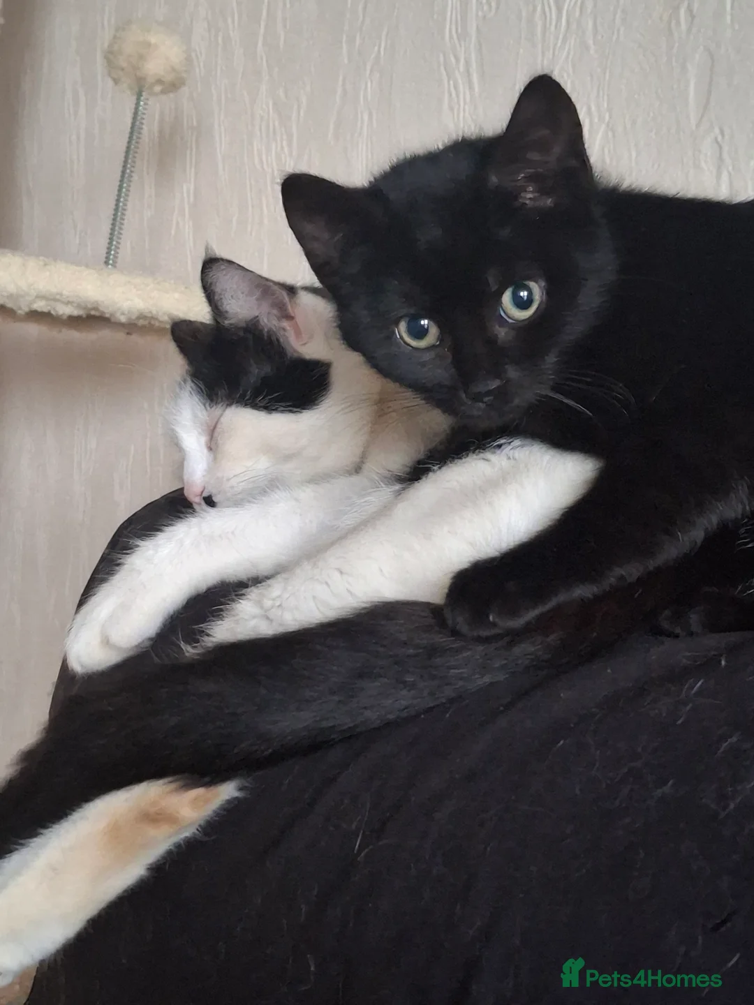 Mixed Breed cats for sale: Leila needs a loving home 🏡 - Advert 1