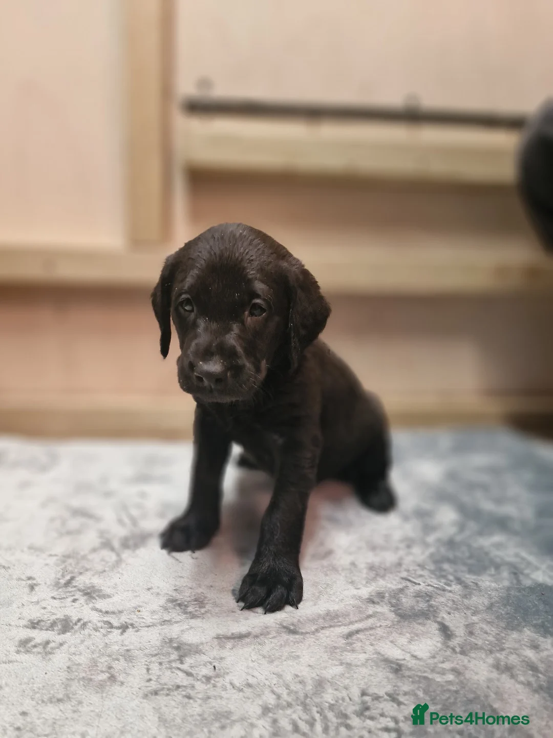 Labrador Retriever dogs for sale: Black/Fox Red Labrador Puppies - Advert 2