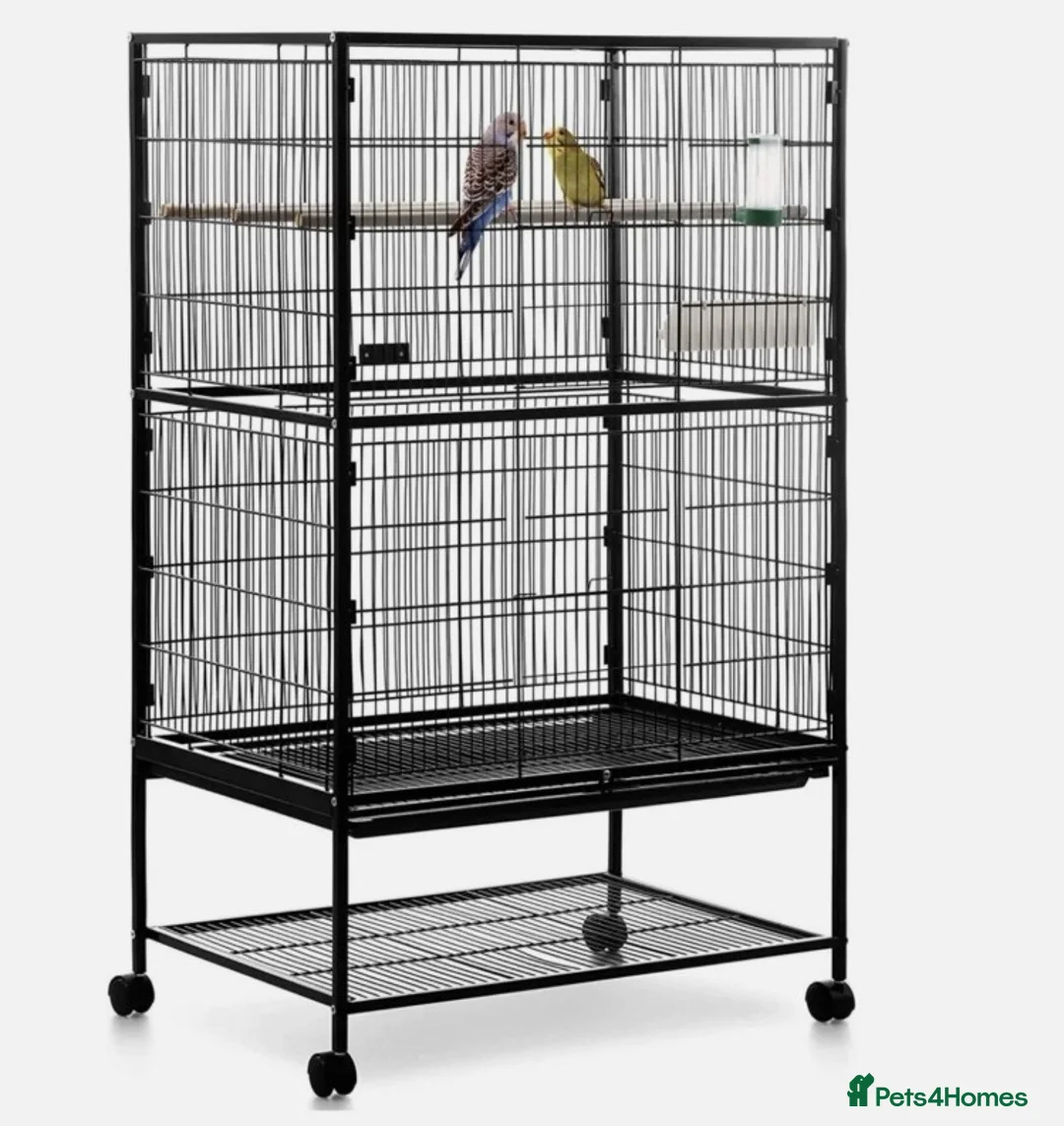 Cockatiels birds for sale: Beautiful Yellow Cockateil for Sale  - Advert 4