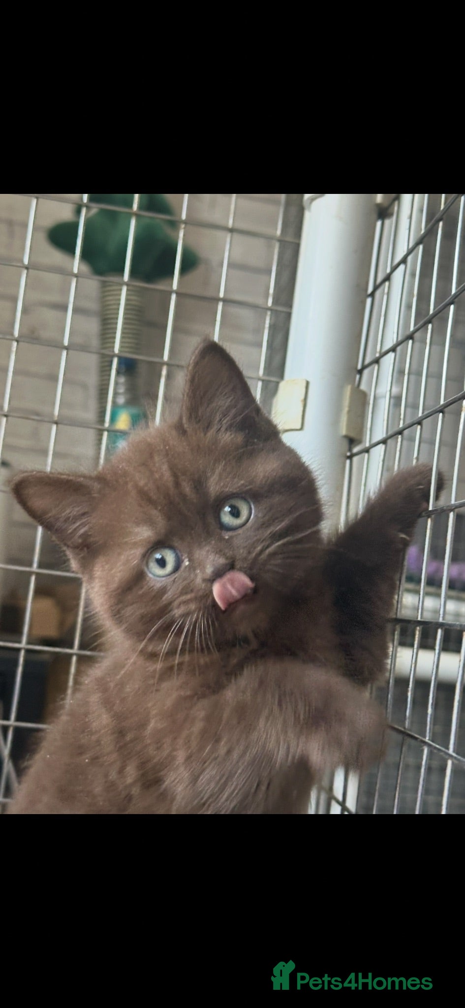 British Shorthair cats Champion pedigree bsh kittens cinnamon  and lilac  - Advert 11