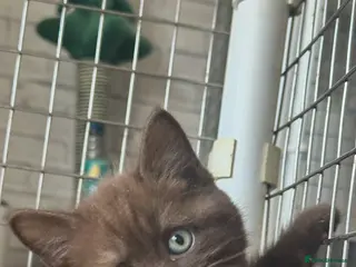 British Shorthair cats Champion pedigree bsh kittens cinnamon and lilac - Advert 11