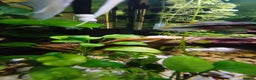 Plecos fish for sale: Albino Pleco x 3 male; male and female kribensis - Advert 5