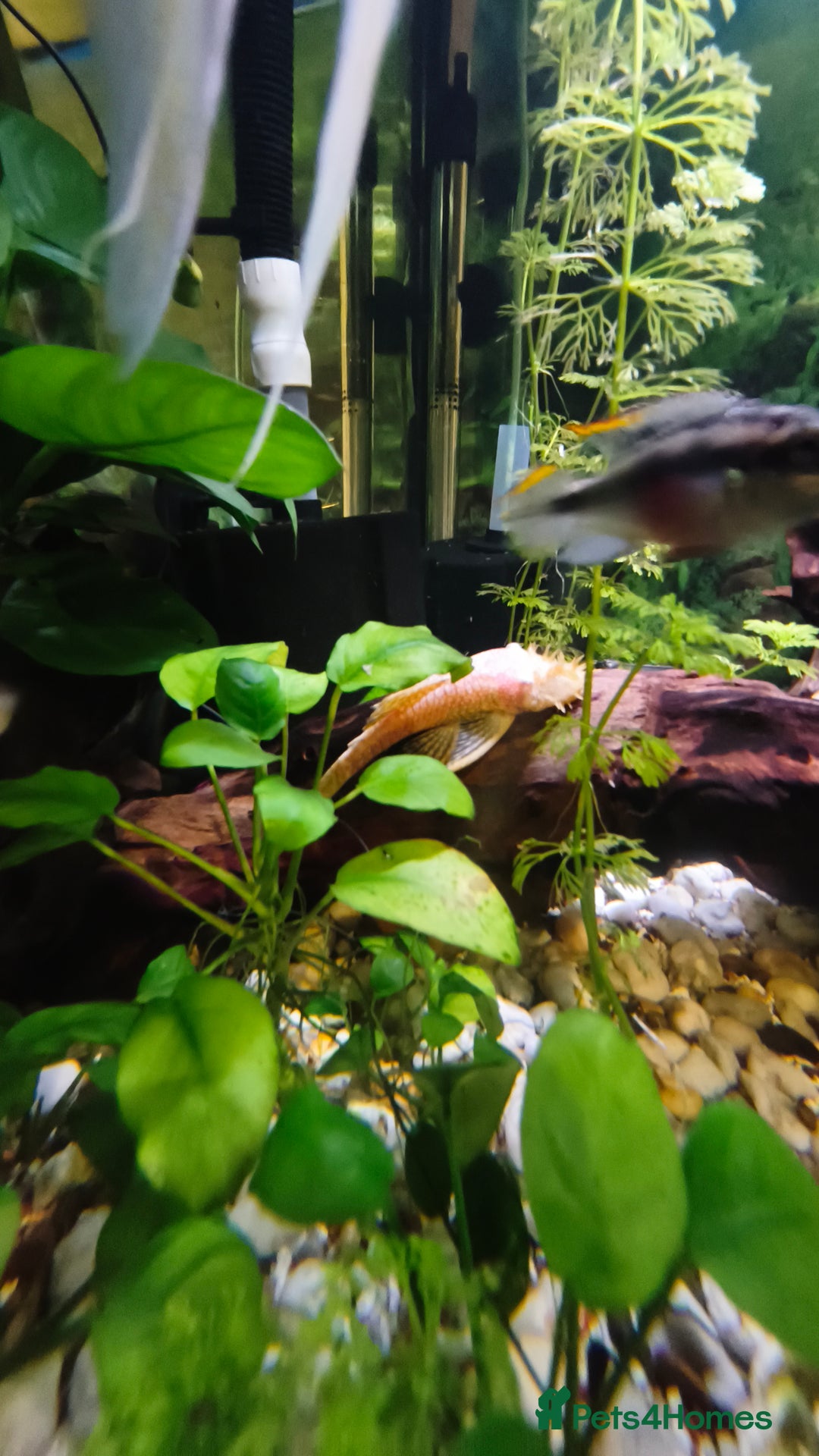 Plecos fish for sale: Albino Pleco x 3 male; male and female kribensis - Advert 5