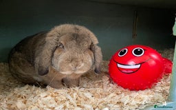 German Lop rabbits for sale: 4 x German lop babies (PET homes!) in Cramlington - Image 5