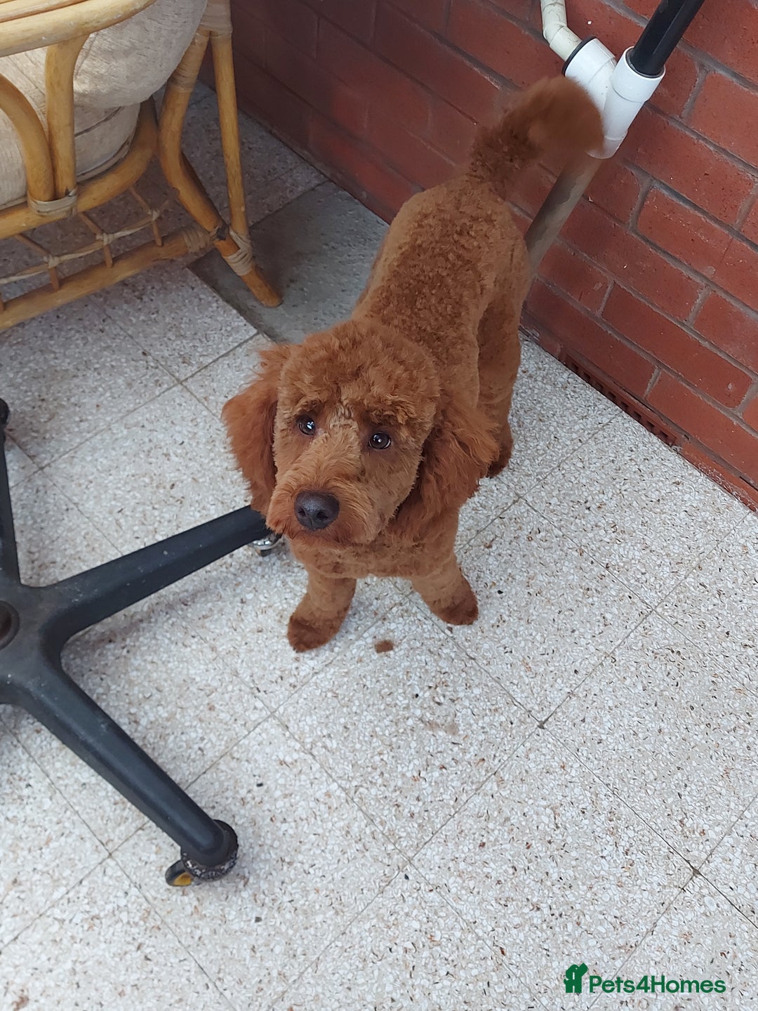 Miniature Poodle dogs for stud: OUR BARRY-KC REGISTERED MINIATURE POODLE FOR STUD in Preston - Advert 5