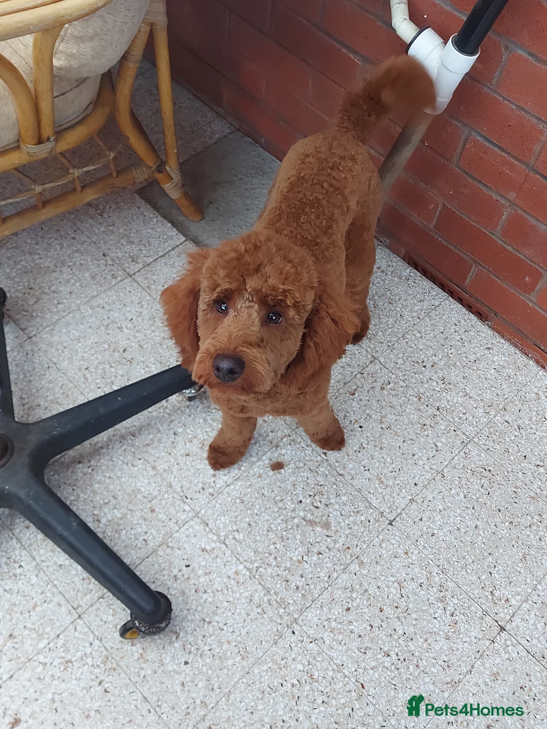 Miniature Poodle dogs for stud: OUR BARRY-KC REGISTERED MINIATURE POODLE FOR STUD in Preston - Advert 5