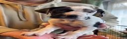 Great Dane dogs for stud: KC reg Dane for stud  - Advert 15