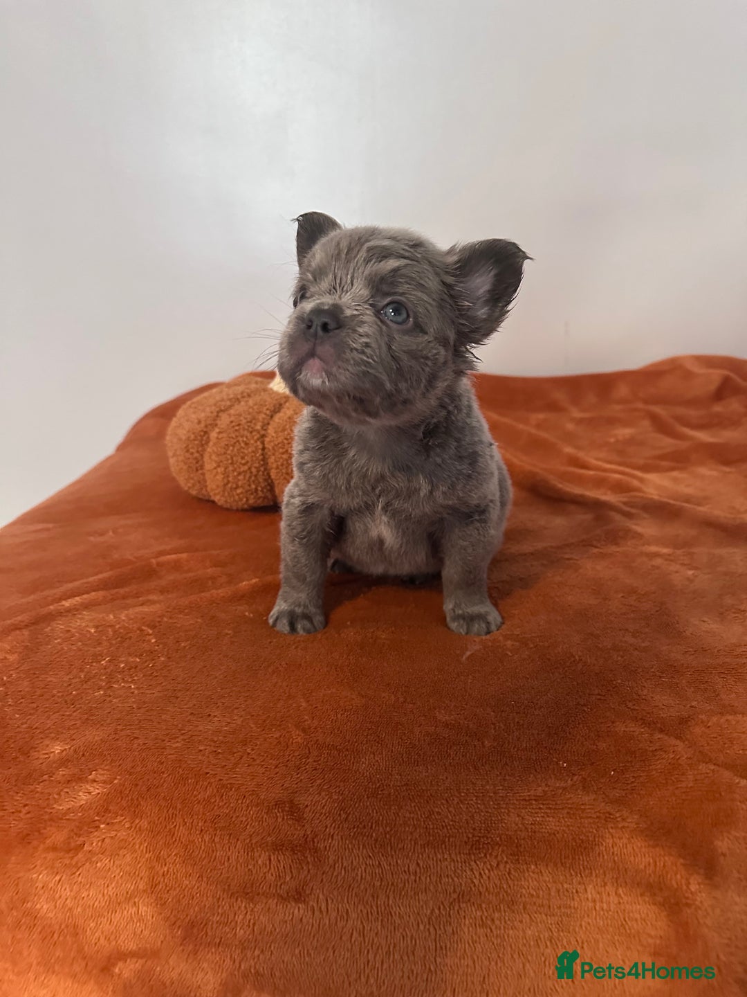 French Bulldog dogs for sale: Fluffy FrenchBulldogs - Image 15
