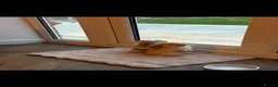 Mini Lop rabbits for sale: 2 Beautiful Mini Lop Rabbits with Premium Hutch - Advert 4