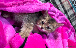 British Shorthair cats for sale: British shorthair - Image 10