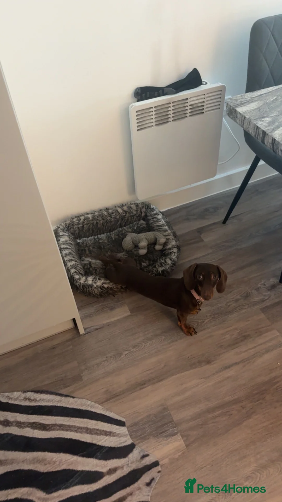 Miniature Dachshund dogs for sale: Miniature adult sausage dog in Birmingham - Advert 3