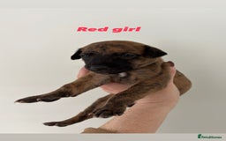 Mixed Breed dogs for sale: Pharaoh hound x whippet puppies  - Image 6