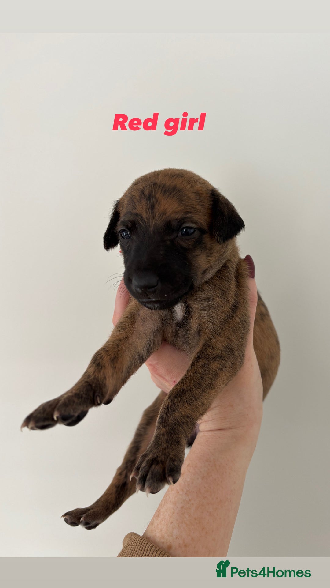 Mixed Breed dogs for sale: Pharaoh hound x whippet puppies  - Image 6