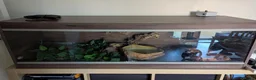 Boa Snake reptiles for sale: Beautiful Brazilian Rainbow Boa - Advert 2