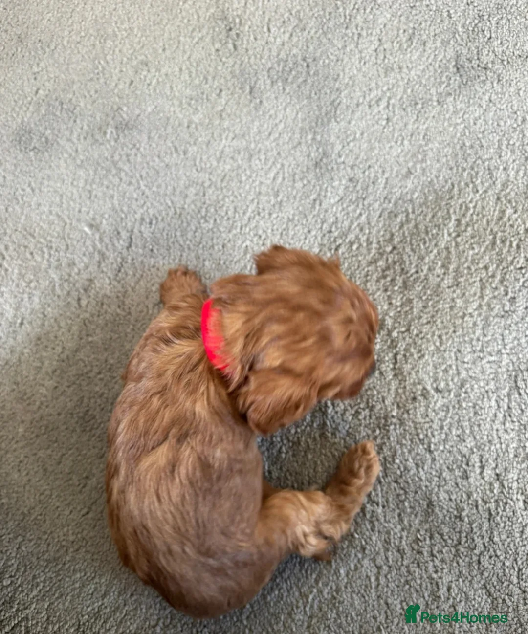 Cavalier King Charles Spaniel dogs for sale: Outstanding Cavalier King Charles Spaniel Puppies  in Moreton-in-Marsh - Advert 4