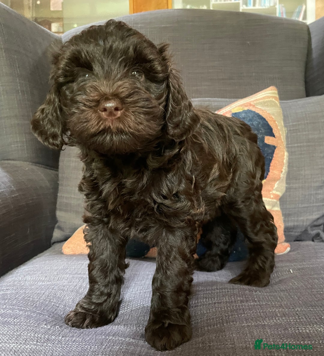 Schnoodle dogs for sale: F1 mega coated mini cross Schnoodles - Image 37