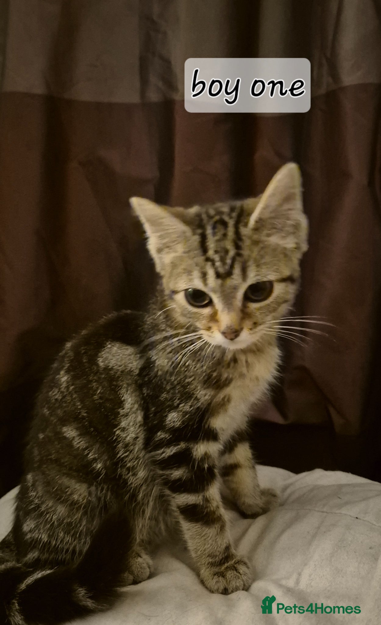 Mixed Breed cats Maincoon cross kittens ready to leave  - Advert 2