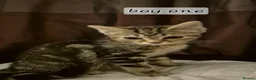 Mixed Breed cats for sale: Maincoon cross kittens ready to leave  - Advert 2