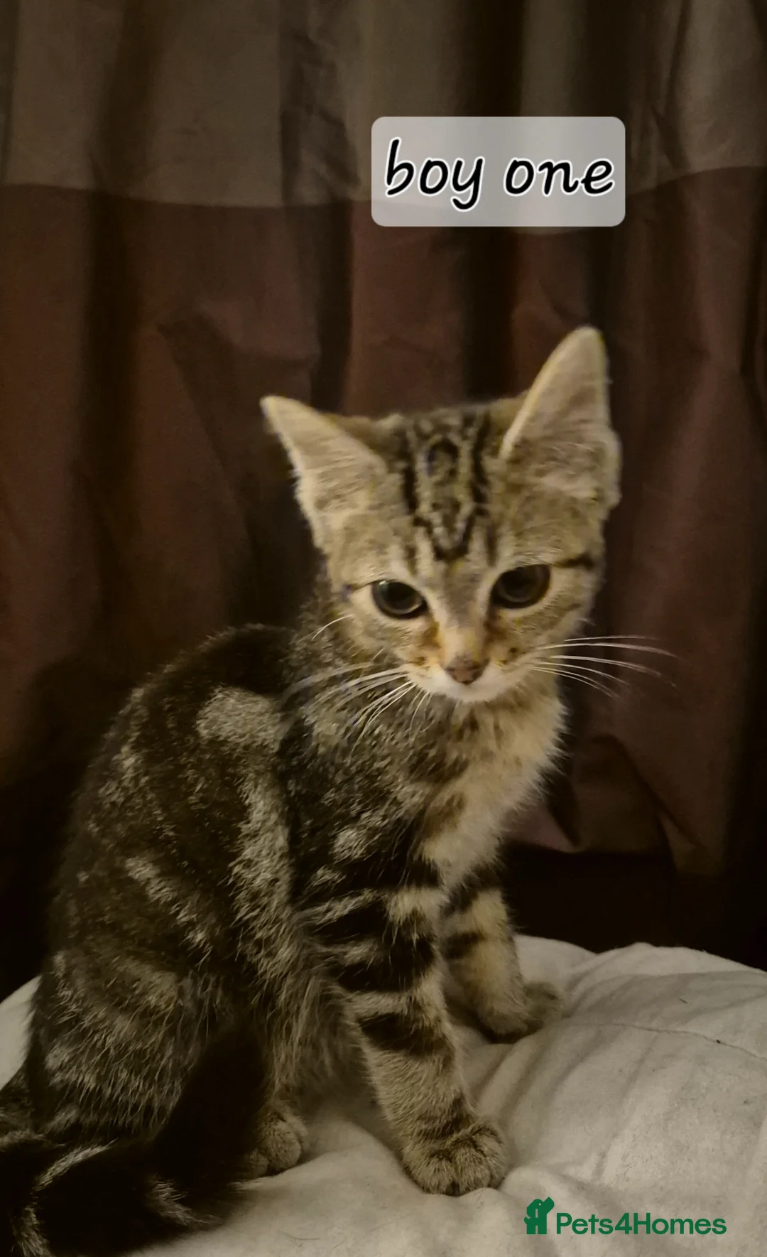 Mixed Breed cats for sale: Maincoon cross kittens ready to leave  - Advert 2