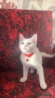 Mixed Breed cats - Advert 4