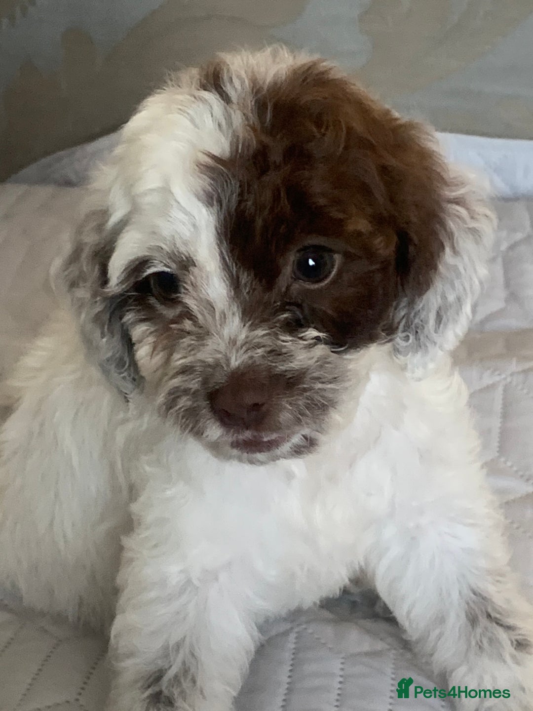 Cockapoo dogs for sale: Beautiful f1 cocker poo one boy one girl left - Image 2