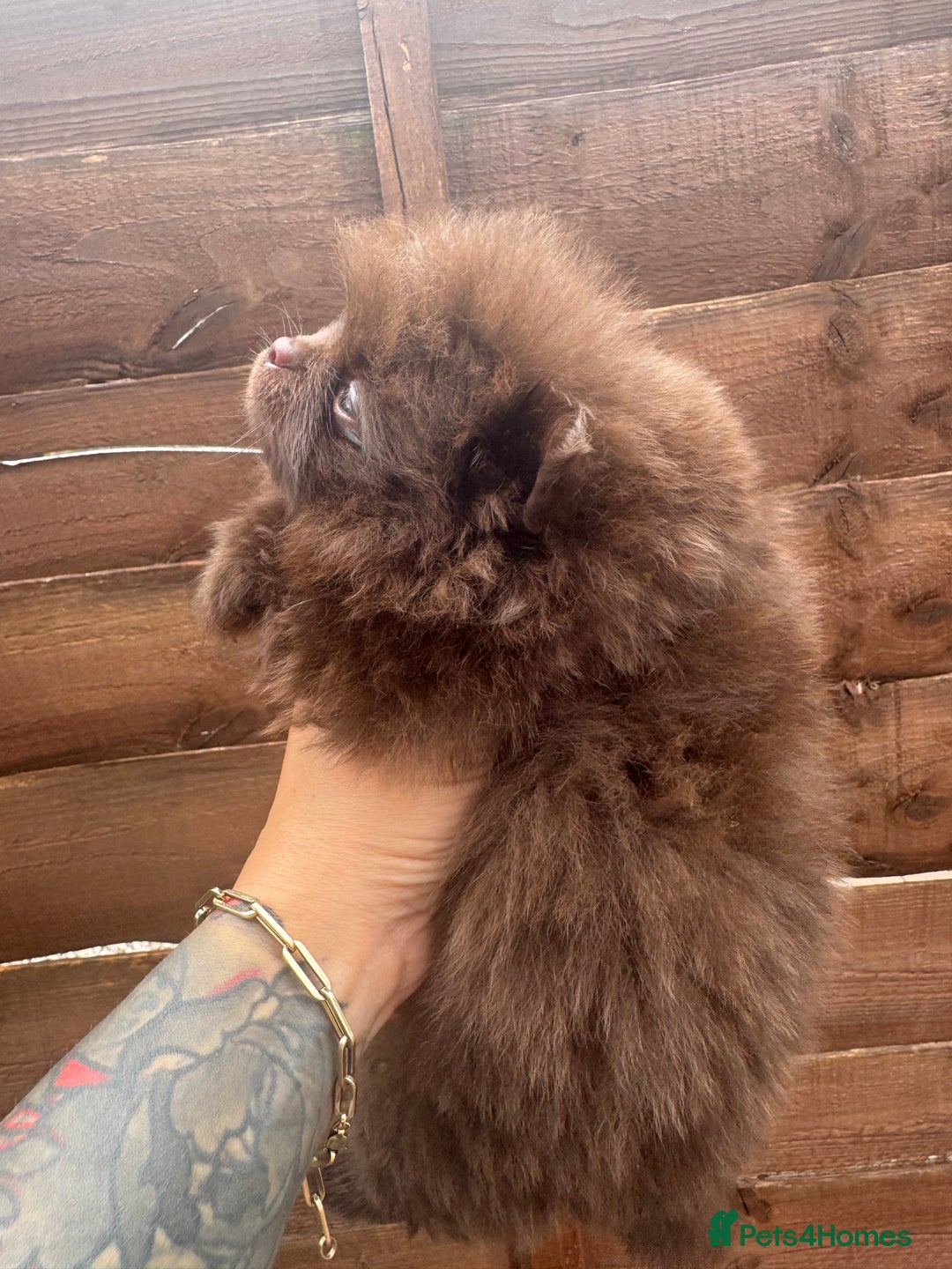 Pomeranian dogs for sale: Teddy bear amazing puppy 🥰 - Image 6