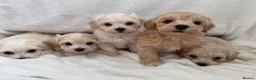 Maltipoo dogs for sale:  **  Maltipoo puppy’s  in Swanley - Advert 11