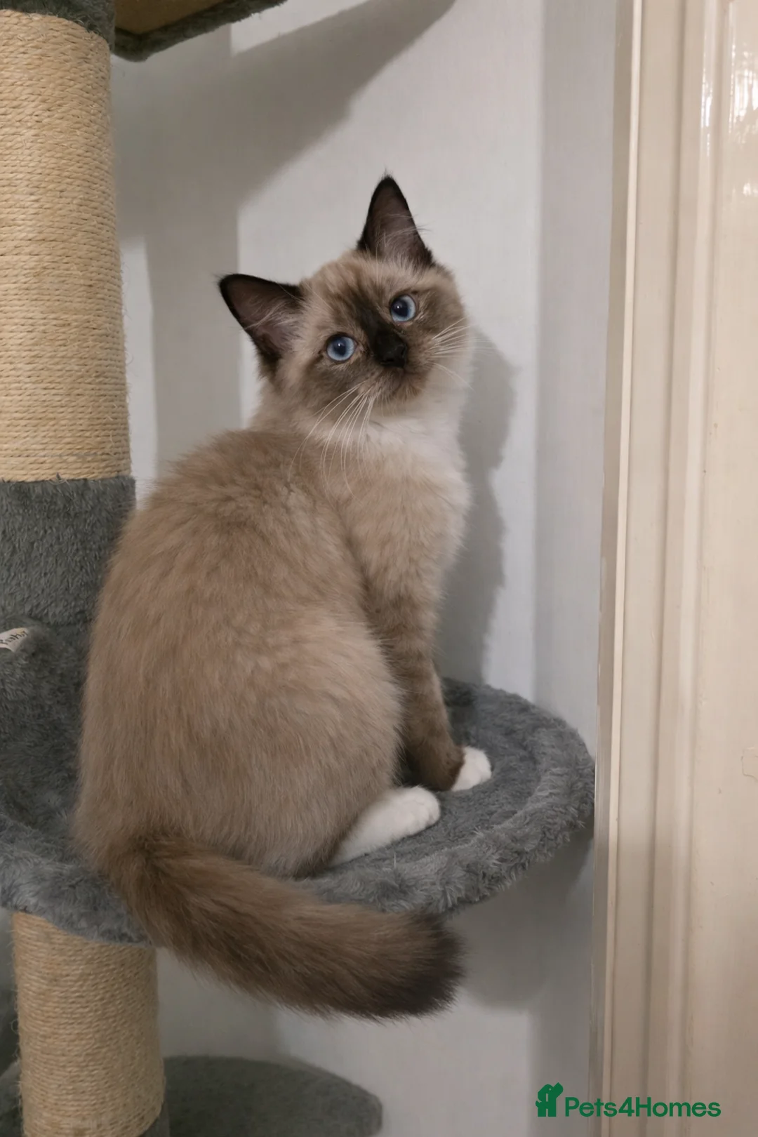 Ragdoll cats for sale: Beautiful Seal Mink Kitten - Advert 1