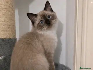 Ragdoll cats Beautiful Seal Mink Kitten - Advert 1