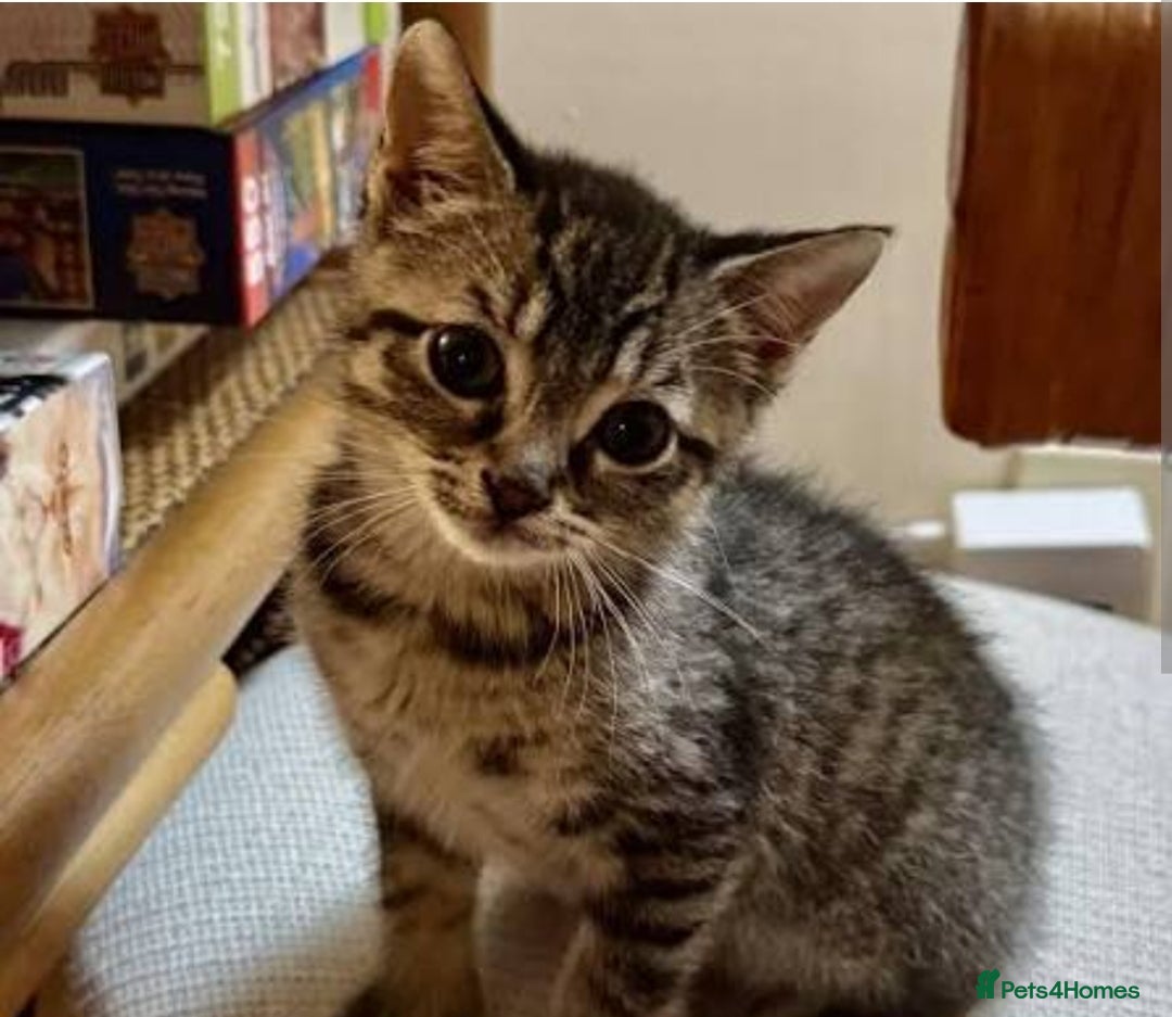 Mixed Breed cats for sale: Kittens 😸  - Advert 1