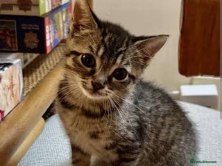 Mixed Breed cats Kittens 😸 - Advert 1