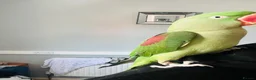 Parrots birds for sale: Baby hand tame Alexandrian Parrot  in Uttoxeter - Advert 7