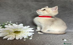 British Shorthair cats for sale: NY 12 British shorthair GCCF golden kittens  - Image 10